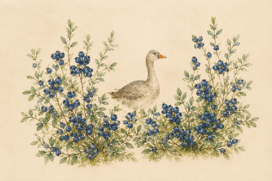 Goose Postcard